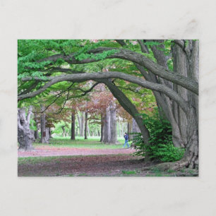 Postcard: Historic Grove in Kissena Park Postcard