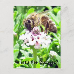 Postcard - Honeybee profile