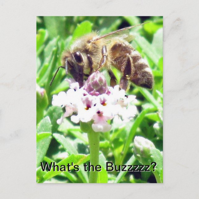 Postcard - Honeybee profile (Front)