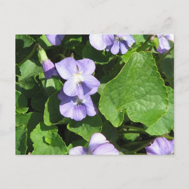 Postcard Horizontal Template - Customised (Front)