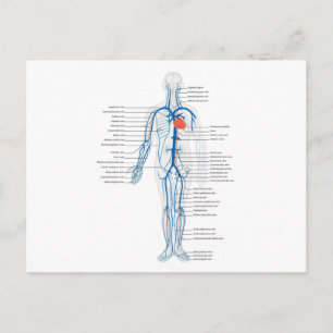 Postcard Human Circulatory System of Veins