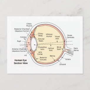 Postcard Human Eye Ball Anatomical Diagram