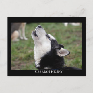 postcard husky