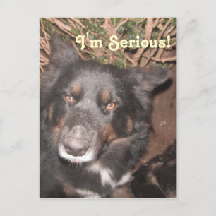 Postcard Husky Collie Cross