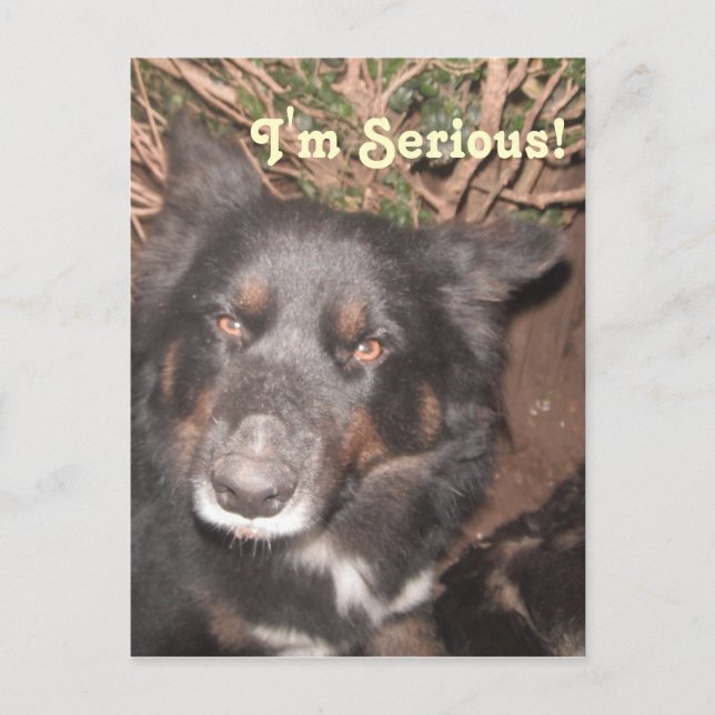 Postcard Husky Collie Cross (Front)