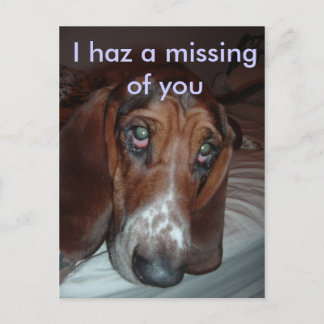 Postcard: I haz a missing of you Postcard