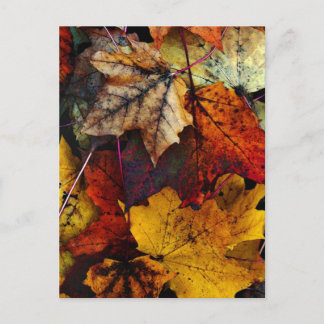 Postcard - 'I Love Fall' by Joanne Coyle