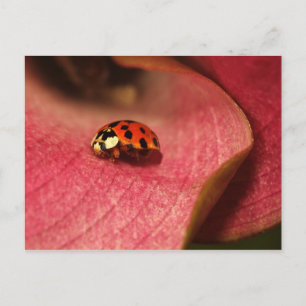 Postcard-Insects-The Lady Bug Postcard