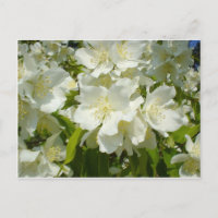 Postcard: Jasmine