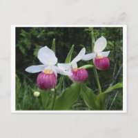 Postcard-Lady Slipper Orchid