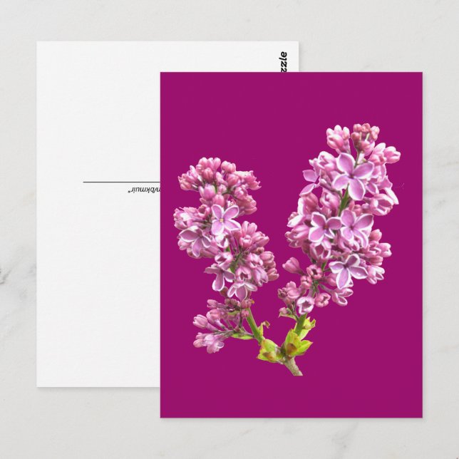Postcard - Lilac Blossoms (Front/Back)