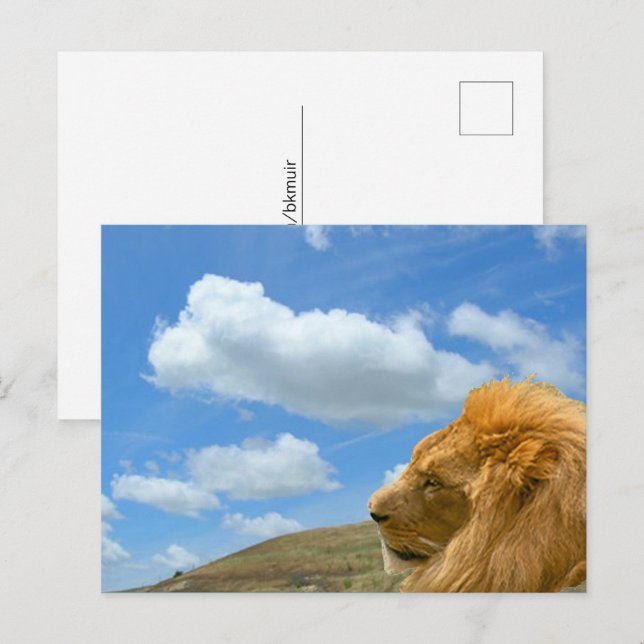 Postcard - Lion Portrait (Front/Back)