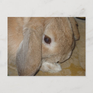 Postcard - Lop Eared Dwarf Rabbit