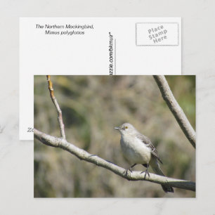 Postcard - Mockingbird