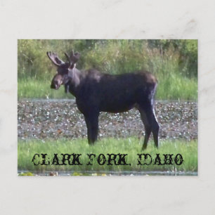 POSTCARD ~ "Moose in the Meadow" - Clark Fork, ID