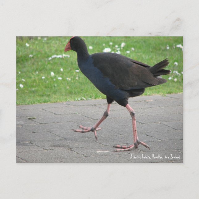 Postcard, Native Pukeko, Hamilton, New Zealand Postcard (Front)