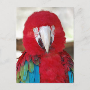 Postcard of a Beautiful Macaw Parrot