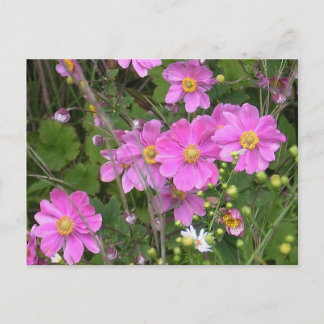 Postcard of Anemones