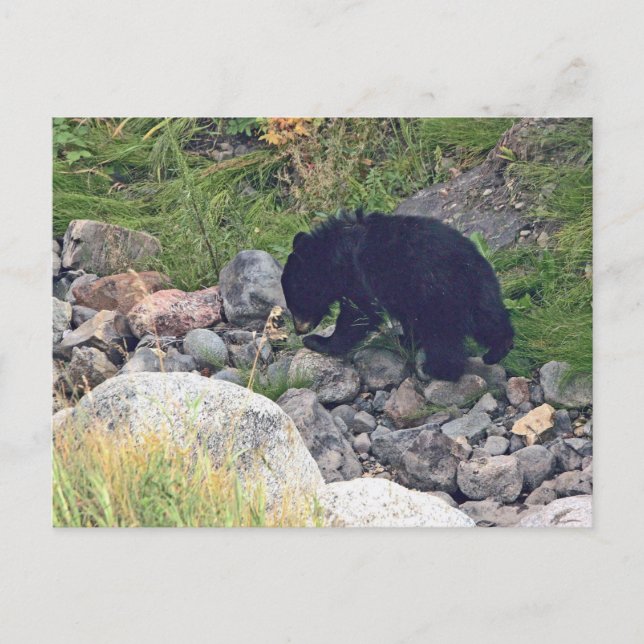 Postcard of black bear cub (Front)