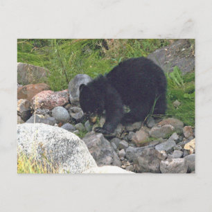 Postcard of black bear cub in Yellowstone