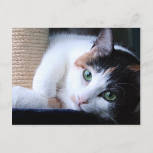 Postcard of cat with scratching post.