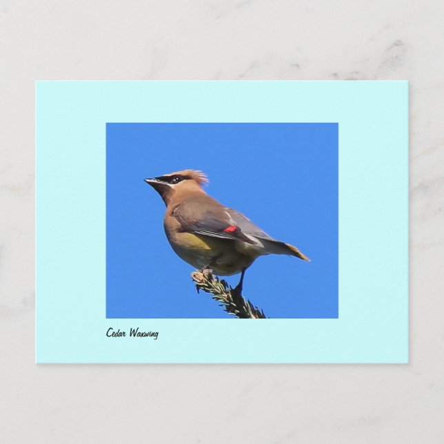 Postcard of Cedar Waxwing (Front)