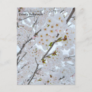 Postcard of Cherry blossoms in Trinity Bellwoods