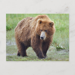 Postcard of grizzly bear