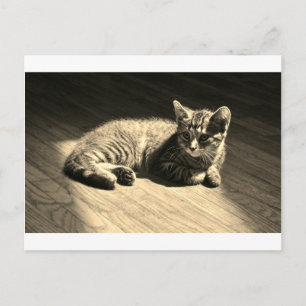 Postcard  of Kitten