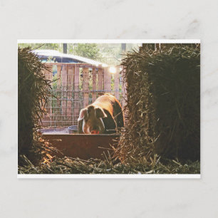 Postcard of Molly the pig.