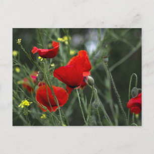Postcard Of Poppies In Nature
