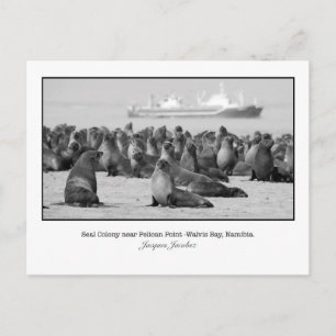 Postcard of Seal Colony