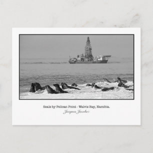Postcard of Seal Colony