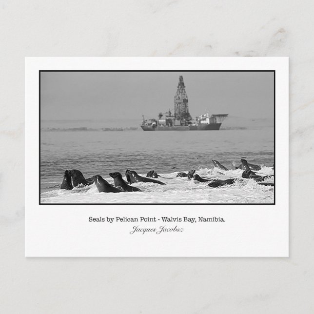 Postcard of Seal Colony (Front)