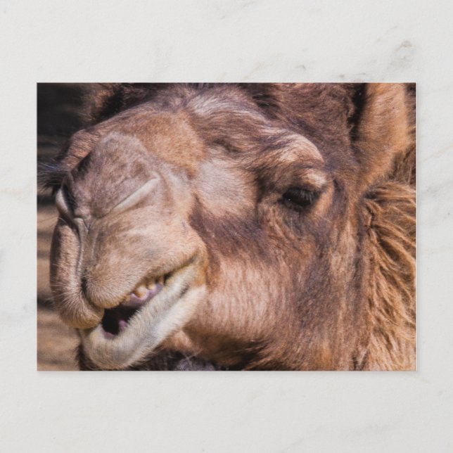 Postcard of Smirking Camel (Front)