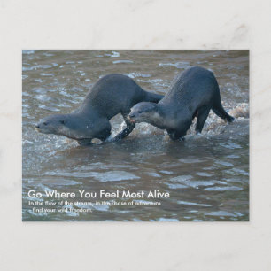 Postcard of Smooth-coated Otters