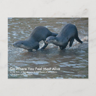 Postcard of Smooth-coated Otters