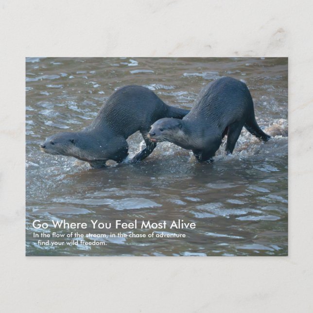 Postcard of Smooth-coated Otters (Front)