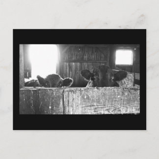 Postcard  of  Surprised Cows.