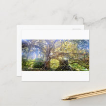 postcard of the Great Laubbaum