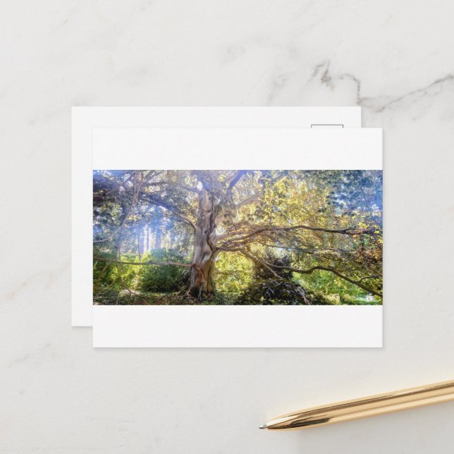 postcard of the Great Laubbaum (Front/Back In Situ)