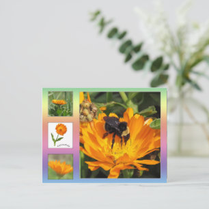 Postcard – Orange Calendula Flowers