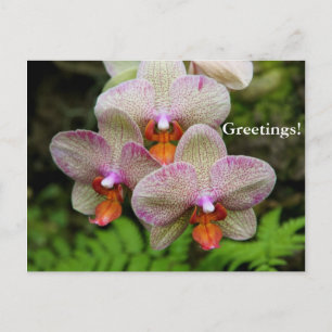 Postcard - Orchid