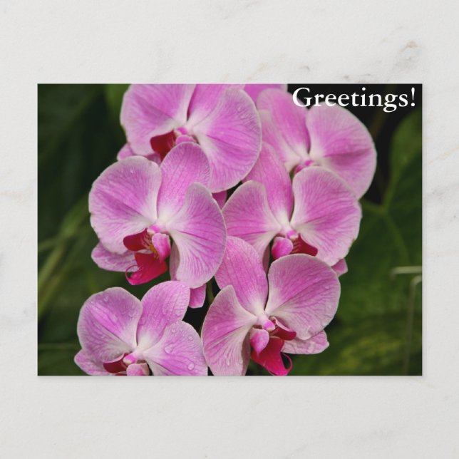 Postcard - Orchid (Front)