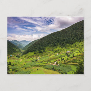 Postcard Paddy fields of Nepal