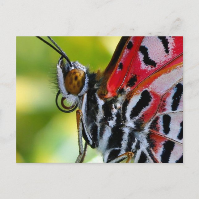 Postcard/Painted Lady Butterfly Postcard (Front)