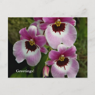 Postcard - Pansy Orchid
