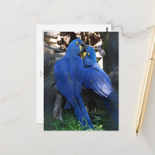 postcard _ parrots (Front/Back In Situ)