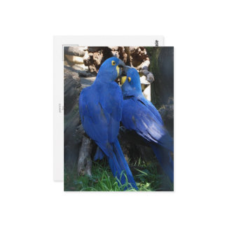 postcard _ parrots
