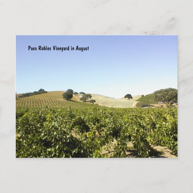 Postcard: Paso Robles Vineyard in August Postcard (Front)